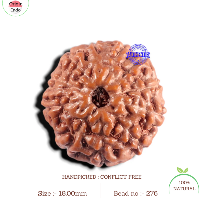 11 Mukhi Indonesian Rudraksha - Bead No. 276