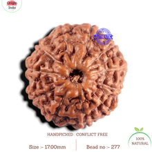 Load image into Gallery viewer, 11 Mukhi Indonesian Rudraksha - Bead No. 277
