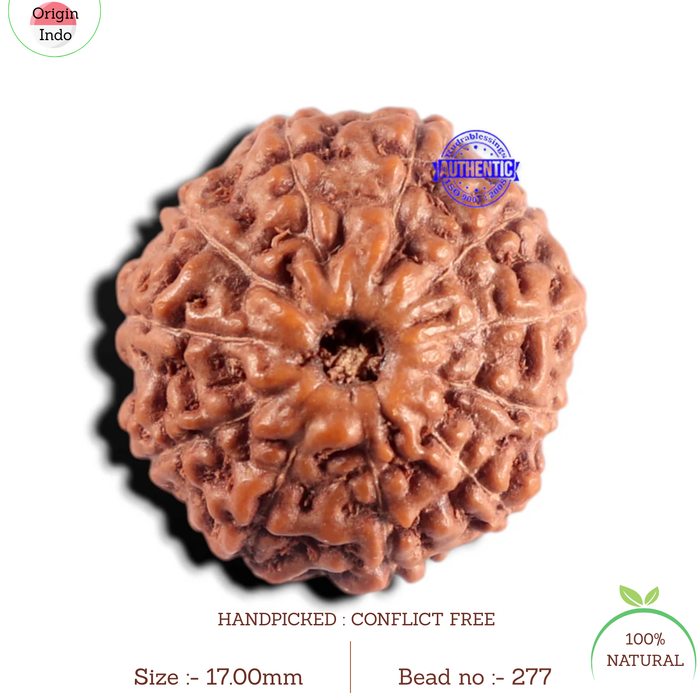 11 Mukhi Indonesian Rudraksha - Bead No. 277