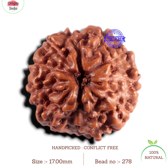 11 Mukhi Indonesian Rudraksha - Bead No. 278