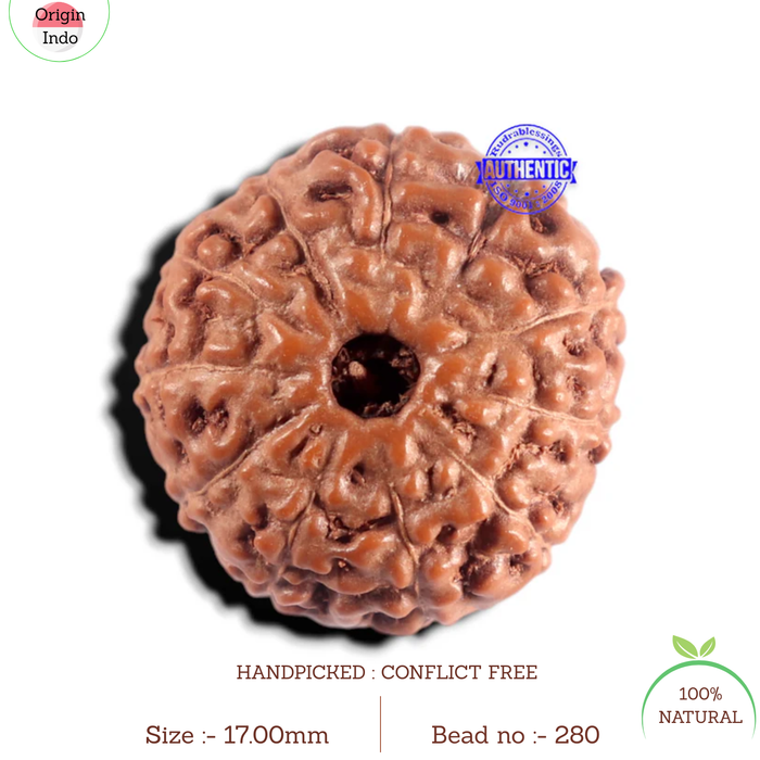 11 Mukhi Indonesian Rudraksha - Bead No. 280
