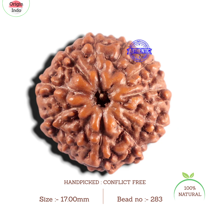 11 Mukhi Indonesian Rudraksha - Bead No. 283