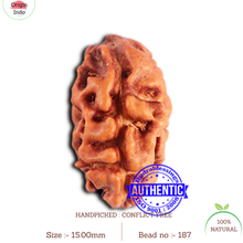 Load image into Gallery viewer, 2 Mukhi Rudraksha from Indonesia - Bead No. 187
