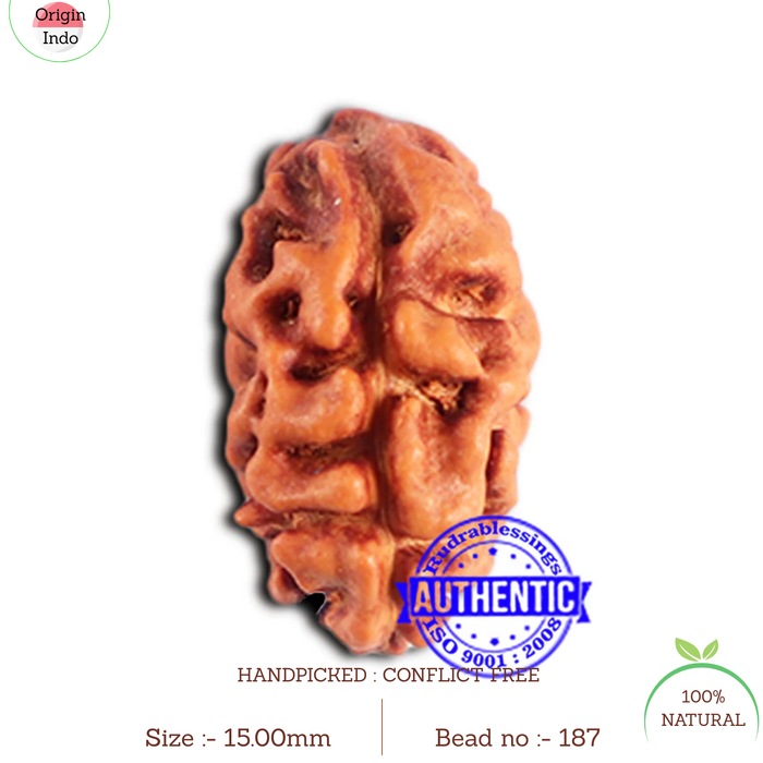 2 Mukhi Rudraksha from Indonesia - Bead No. 187