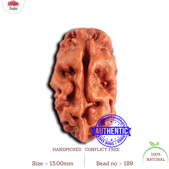 2 Mukhi Rudraksha from Indonesia - Bead No. 189