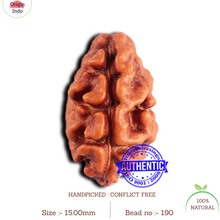 Load image into Gallery viewer, 2 Mukhi Rudraksha from Indonesia - Bead No. 190
