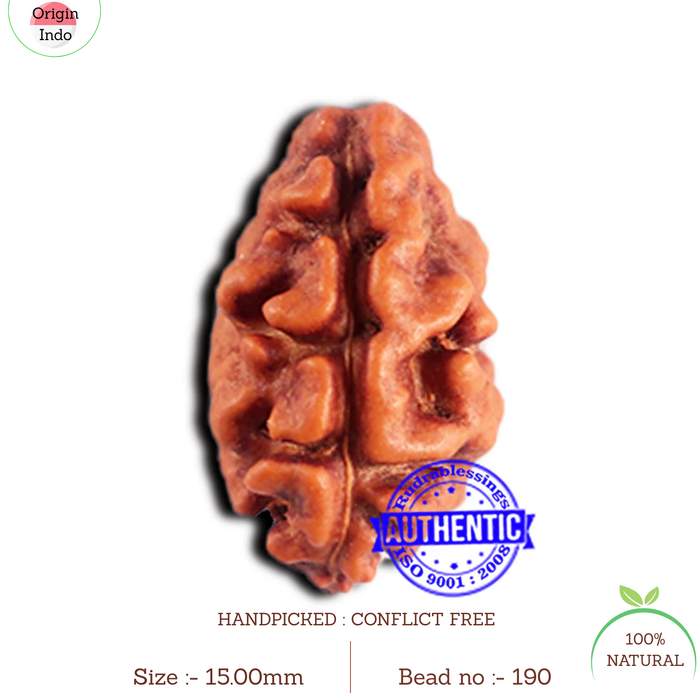 2 Mukhi Rudraksha from Indonesia - Bead No. 190