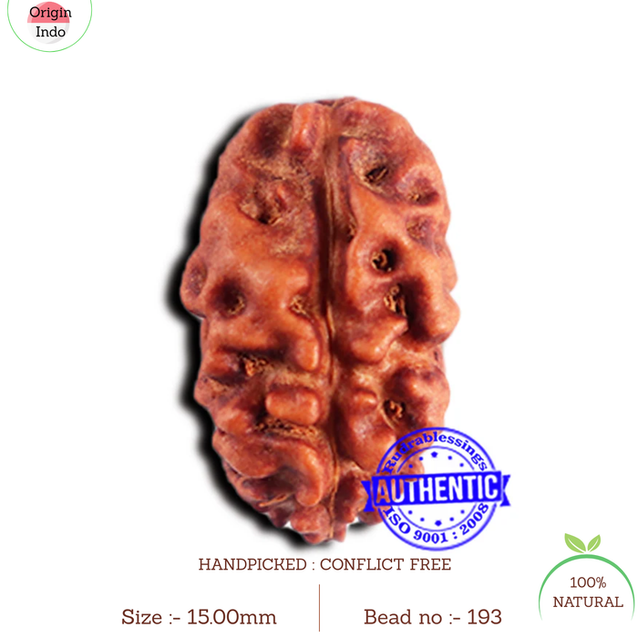 2 Mukhi Rudraksha from Indonesia - Bead No. 193