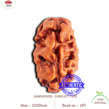 Load image into Gallery viewer, 2 Mukhi Rudraksha from Indonesia - Bead No. 197
