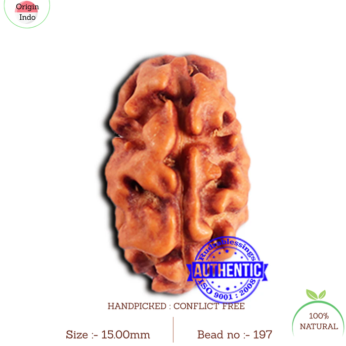 2 Mukhi Rudraksha from Indonesia - Bead No. 197