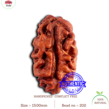 Load image into Gallery viewer, 2 Mukhi Rudraksha from Indonesia - Bead No. 202
