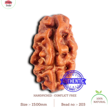Load image into Gallery viewer, 2 Mukhi Rudraksha from Indonesia - Bead No. 203
