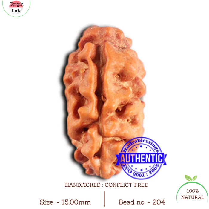 2 Mukhi Rudraksha from Indonesia - Bead No. 204