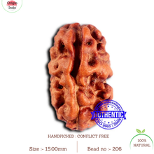 Load image into Gallery viewer, 2 Mukhi Rudraksha from Indonesia - Bead No. 206
