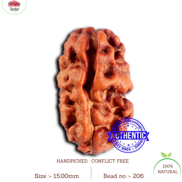 2 Mukhi Rudraksha from Indonesia - Bead No. 206