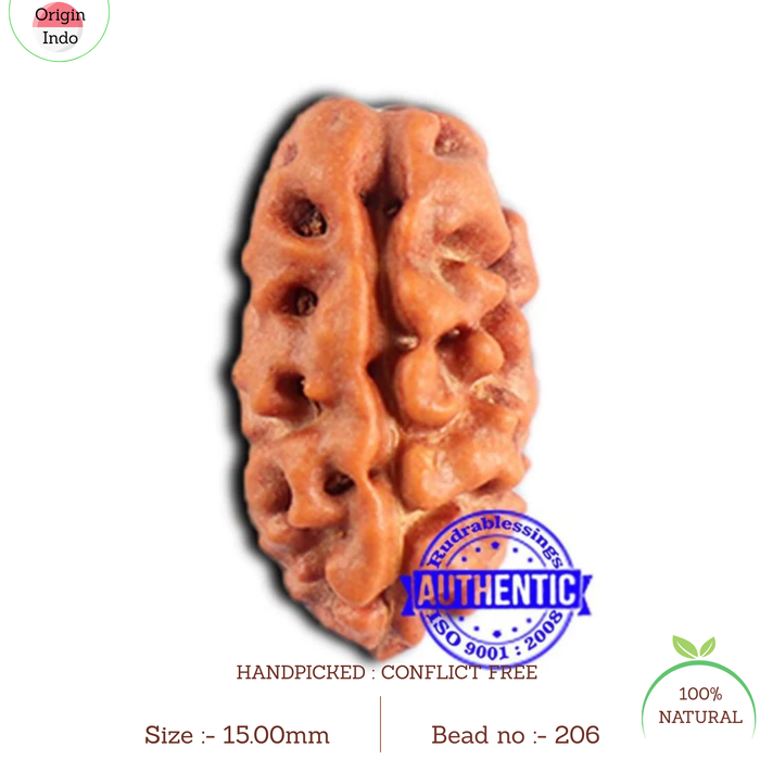 2 Mukhi Rudraksha from Indonesia - Bead No. 208