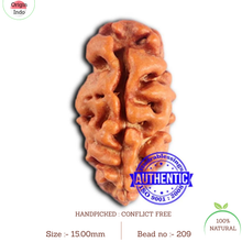 Load image into Gallery viewer, 2 Mukhi Rudraksha from Indonesia - Bead No. 209
