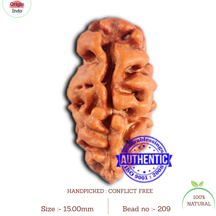 2 Mukhi Rudraksha from Indonesia - Bead No. 209