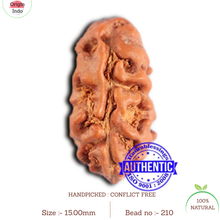 Load image into Gallery viewer, 2 Mukhi Rudraksha from Indonesia - Bead No. 210
