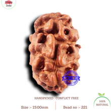 Load image into Gallery viewer, 2 Mukhi Rudraksha from Indonesia - Bead No. 221
