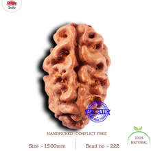 Load image into Gallery viewer, 2 Mukhi Rudraksha from Indonesia - Bead No. 222
