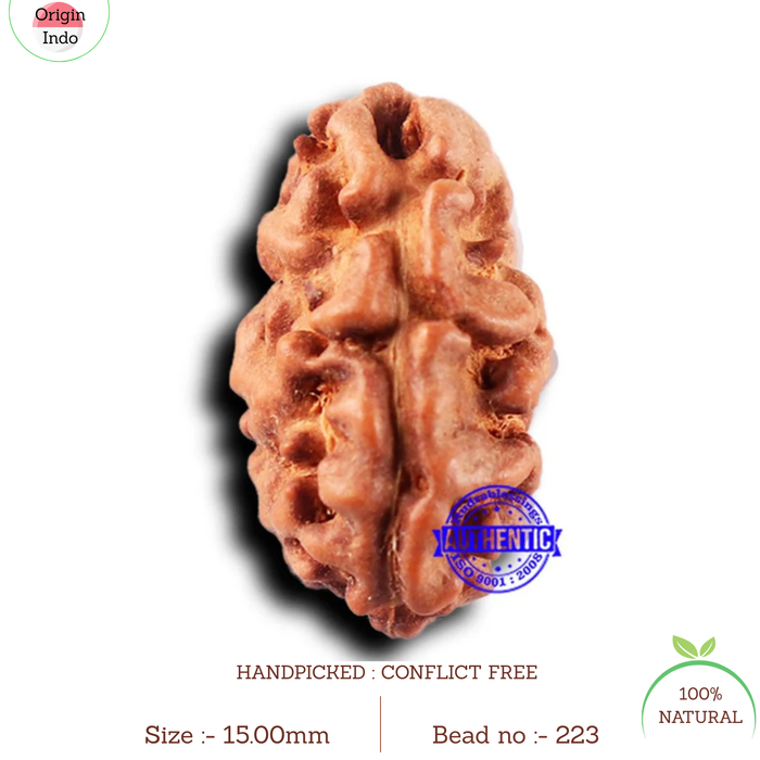 2 Mukhi Rudraksha from Indonesia - Bead No. 223