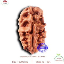 Load image into Gallery viewer, 2 Mukhi Rudraksha from Indonesia - Bead No. 224
