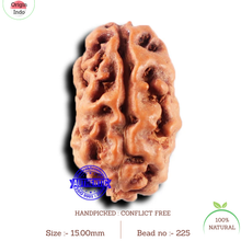 Load image into Gallery viewer, 2 Mukhi Rudraksha from Indonesia - Bead No. 225
