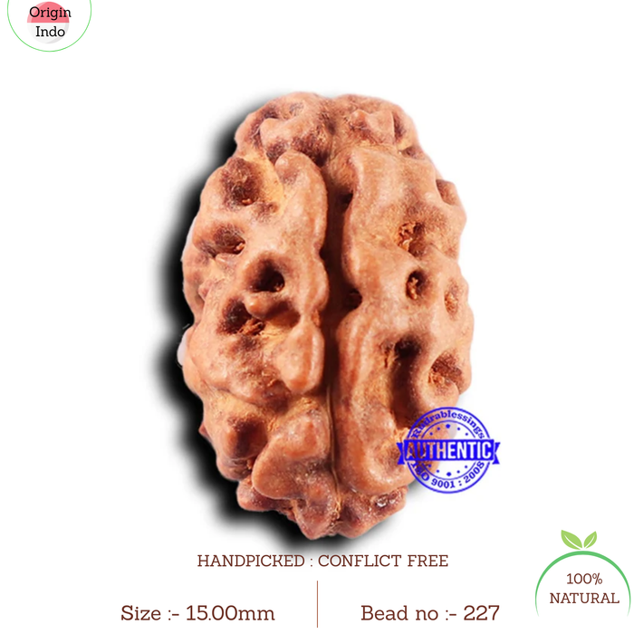 2 Mukhi Rudraksha from Indonesia - Bead No. 227