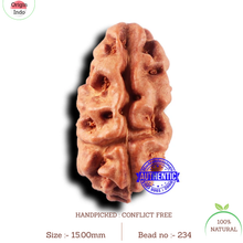 Load image into Gallery viewer, 2 Mukhi Rudraksha from Indonesia - Bead No. 234
