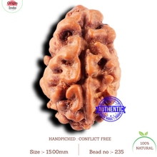 Load image into Gallery viewer, 2 Mukhi Rudraksha from Indonesia - Bead No. 235

