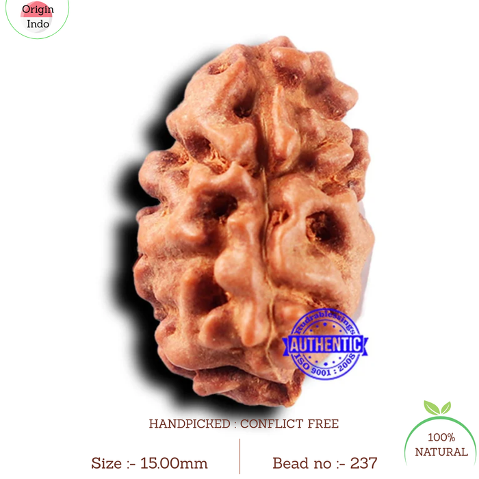 2 Mukhi Rudraksha from Indonesia - Bead No. 237