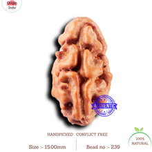 Load image into Gallery viewer, 2 Mukhi Rudraksha from Indonesia - Bead No. 239
