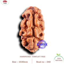 Load image into Gallery viewer, 2 Mukhi Rudraksha from Indonesia - Bead No. 240
