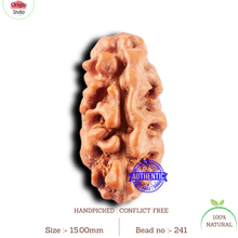 Load image into Gallery viewer, 2 Mukhi Rudraksha from Indonesia - Bead No. 241
