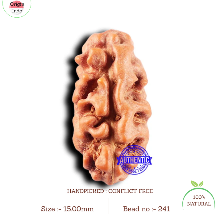 2 Mukhi Rudraksha from Indonesia - Bead No. 241