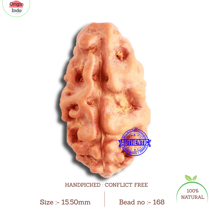 2 Mukhi Rudraksha from Indonesia - Bead No. 168