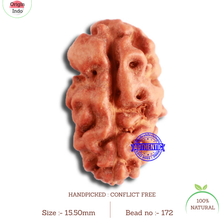 Load image into Gallery viewer, 2 Mukhi Rudraksha from Indonesia - Bead No. 172
