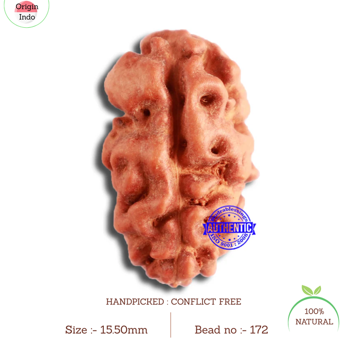 2 Mukhi Rudraksha from Indonesia - Bead No. 172