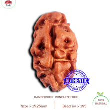 Load image into Gallery viewer, 2 Mukhi Rudraksha from Indonesia - Bead No. 195
