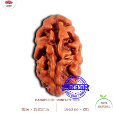 Load image into Gallery viewer, 2 Mukhi Rudraksha from Indonesia - Bead No.201
