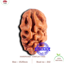 Load image into Gallery viewer, 2 Mukhi Rudraksha from Indonesia - Bead No.212
