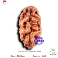 Load image into Gallery viewer, 2 Mukhi Rudraksha from Indonesia - Bead No. 232

