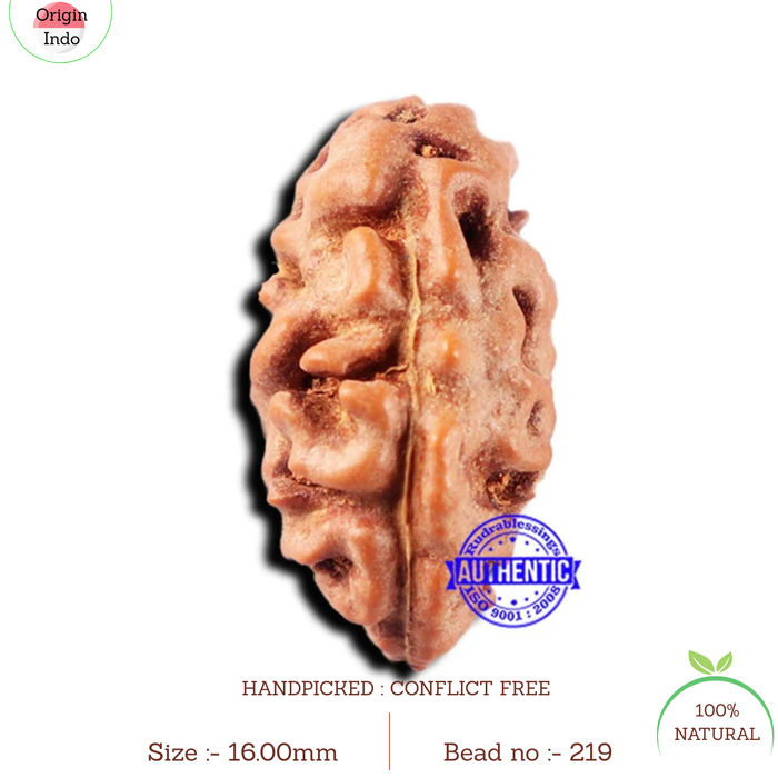 2 Mukhi Rudraksha from Indonesia - Bead No. 219