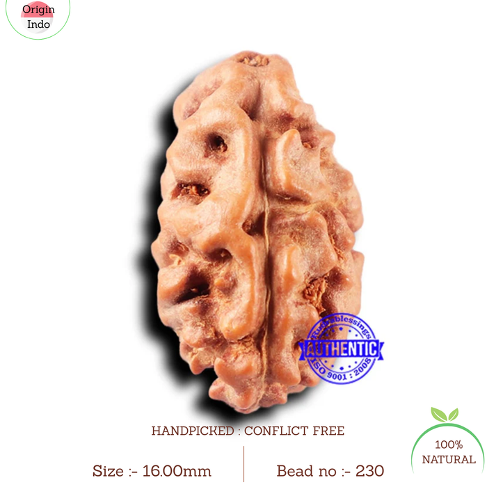 2 Mukhi Rudraksha from Indonesia - Bead No. 230
