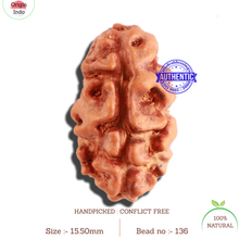 Load image into Gallery viewer, 2 Mukhi Rudraksha from Indonesia - Bead No. 136
