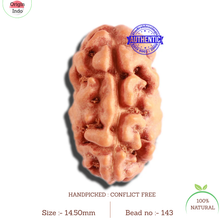 Load image into Gallery viewer, 2 Mukhi Rudraksha from Indonesia - Bead No. 143
