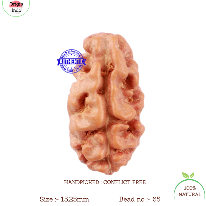 2 Mukhi Rudraksha from Indonesia - Bead No. 65