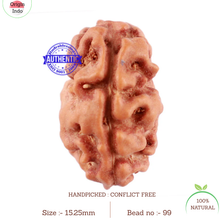 Load image into Gallery viewer, 2 Mukhi Rudraksha from Indonesia - Bead No. 99
