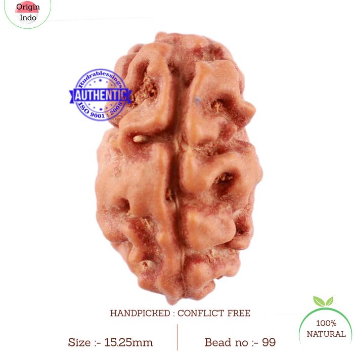 2 Mukhi Rudraksha from Indonesia - Bead No. 99